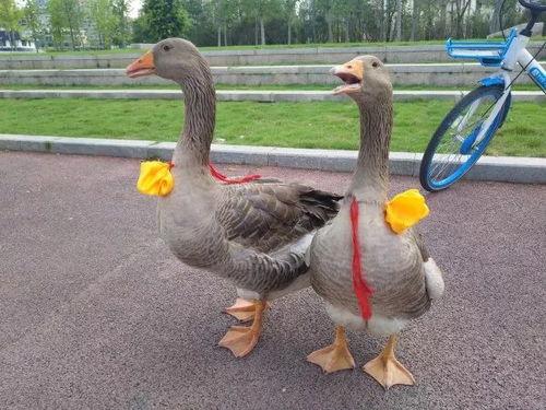 网红鹅图片,萌态可掬的互联网新宠